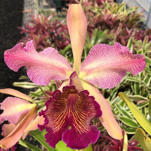 Cattleya dowian f. rosita - Treated (10444) Parent 1