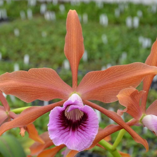Cattleya tenebrosa - treated (10573) Parent 1