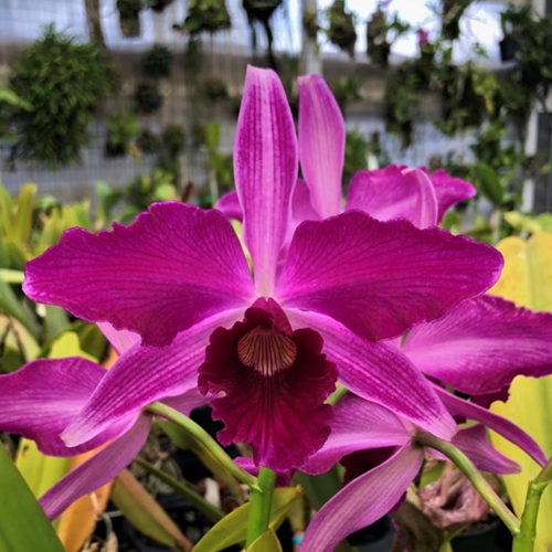 Cattleya purpurata f. sanguinea - treated (10450) Parent 2