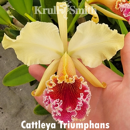 Cattleya Triumphans (2105)