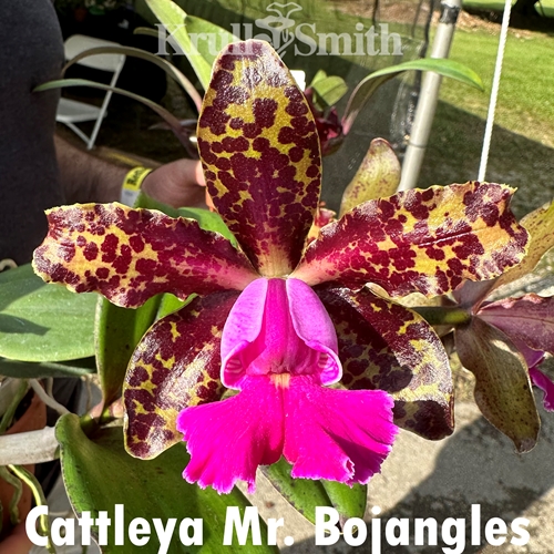 Cattleya Mr. Bojangles 4n (2322)