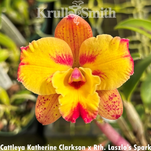 Cattleya Katherine Clarkson x Rth. Laszlo's Spark