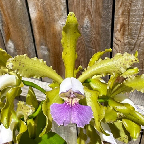 Cattleya Memoria Nettie Belk x Mareeba Tiger