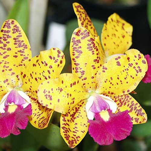 Cattleya What'll It Be Parent 2