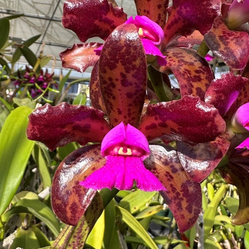 Cattleya Mareeba Tiger (10458)