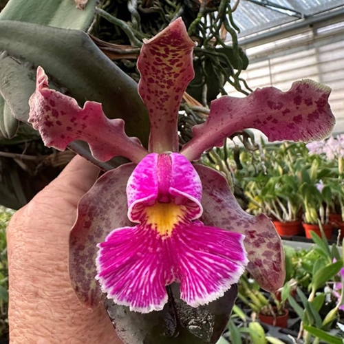 Seedling Parent B Cattleya Mareeba Tiger (10458)