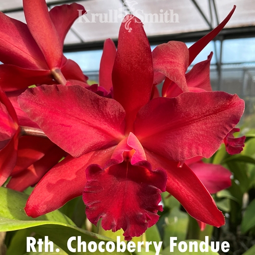 Rth. Chocoberry Fondue x Cattleya tigrina (2255) Parent 1