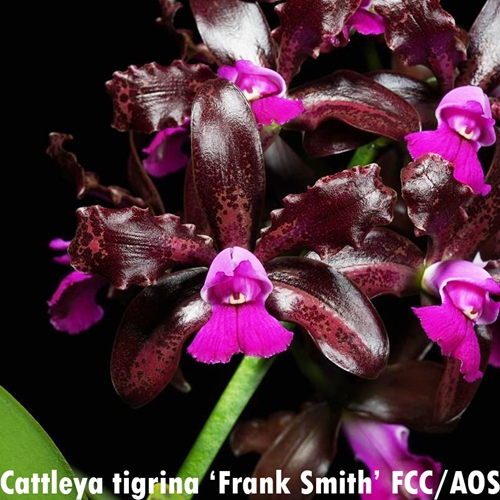 Rth. Chocoberry Fondue x Cattleya tigrina (2255) Parent 2