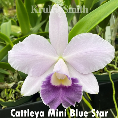 Cattleya Mini Blue Star