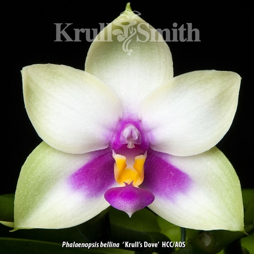 Phalaenopsis bellina 'Krull's Dove' HCC/AOS