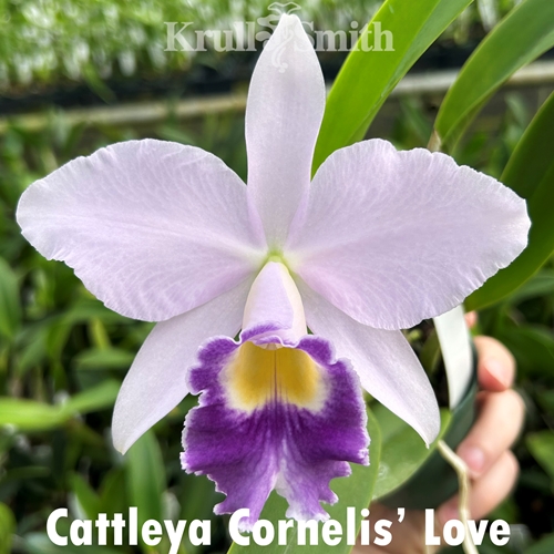 Cattleya Cornelis' Love
