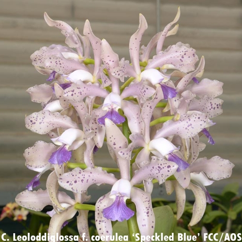 Cattleya Leoloddsiglossa x Elegans