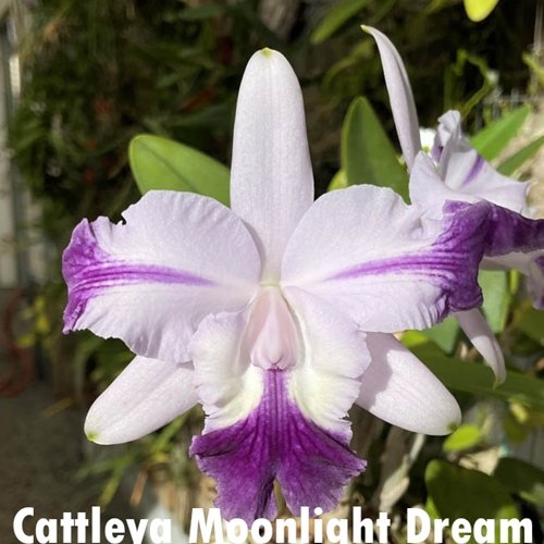Cattleya Moonlight Dream x Mini Purple