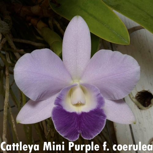 Seedling Parent B Cattleya Moonlight Dream x Mini Purple