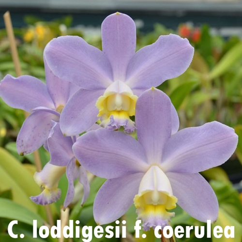 Cattleya loddigesii f. coerulea x Canhamiana Parent 1