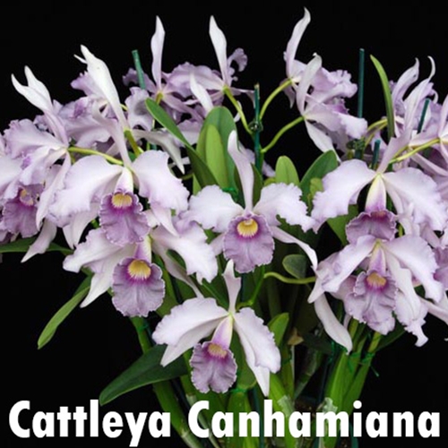 Seedling Parent B Cattleya loddigesii f. coerulea x Canhamiana