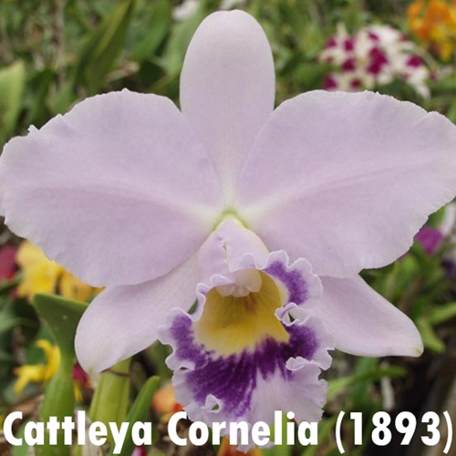 Cattleya Cornelia x Indigo Love
