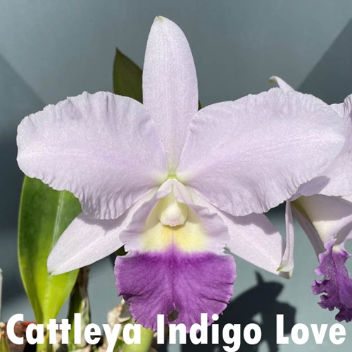 Seedling Parent B Cattleya Cornelia x Indigo Love