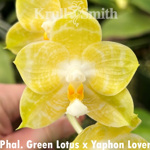 Phalaenopsis (Green Lotus x Yaphon Lover) x AL Redsun Queen Parent 1