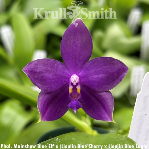 Phalaenopsis Mainshow Blue Elf x (Lioulin Blue Cherry x Lioulin Blue Eagle)