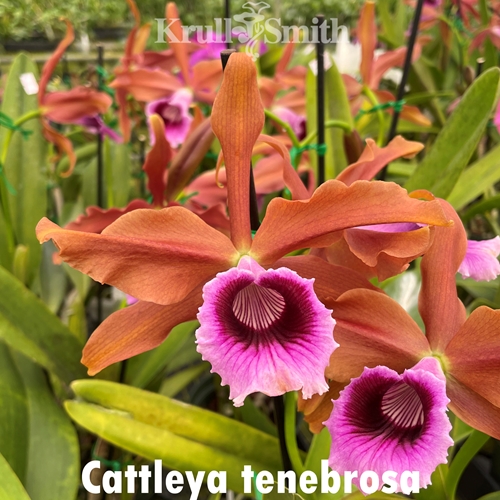 Cattleya tenebrosa (Treated) (1728)