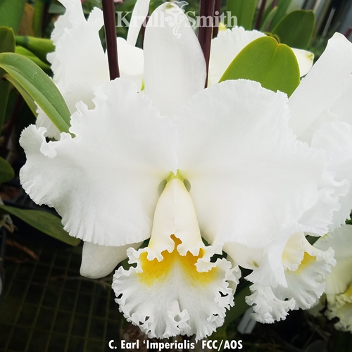 Cattleya Earl x Rlc. Ed Gilliland (2151) Parent 1