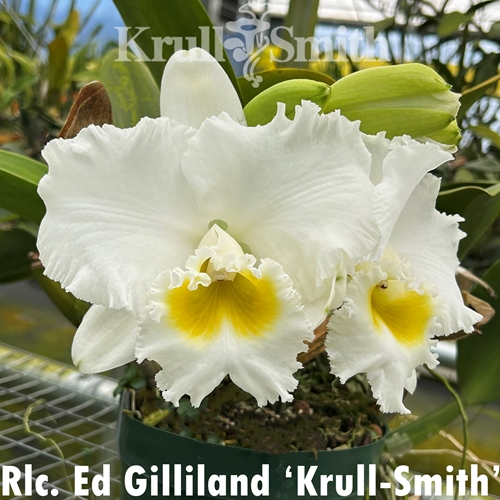 Cattleya Earl x Rlc. Ed Gilliland (2151) Parent 2