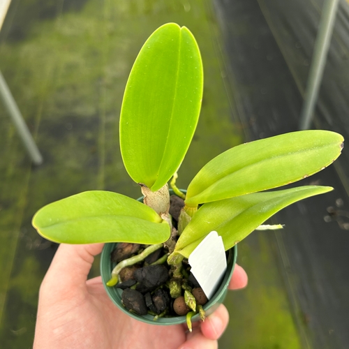 Cattleya Earl x Rlc. Ed Gilliland (2151)