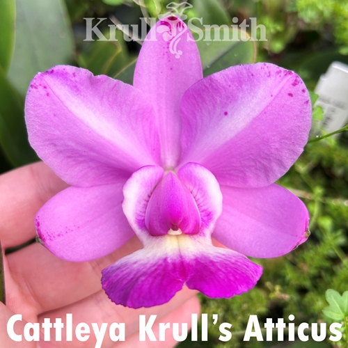 Cattleya Krull's Atticus (2195)