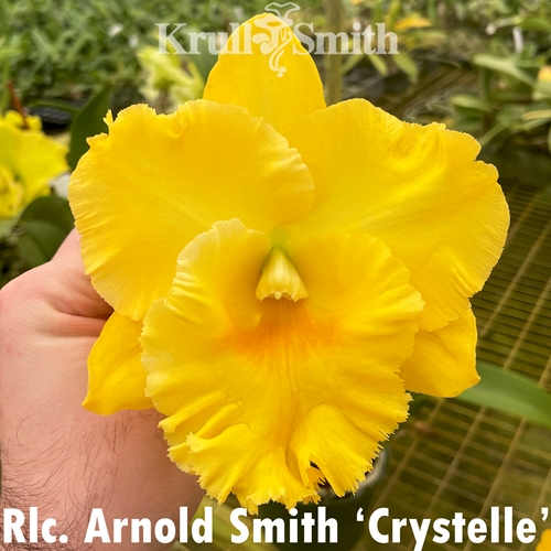 Rlc. Lustrous Jade x Arnold Smith (2342) Parent 2