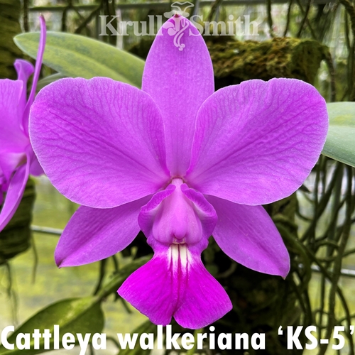 Cattleya Measuresiana (2311) Parent 1