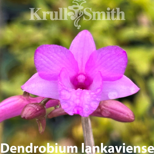 Dendrobium lankaviense