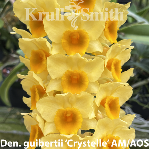 Dendrobium guibertii (2384)