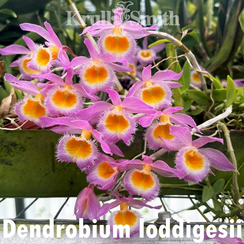 Dendrobium loddigesii