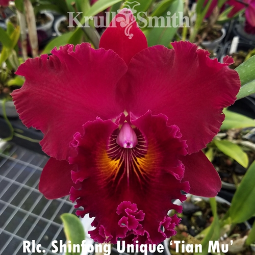 Rlc. Shinfong Unique 'Tian Mu'