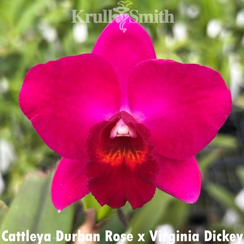 Cattleya Durban Rose x Virginia Dickey