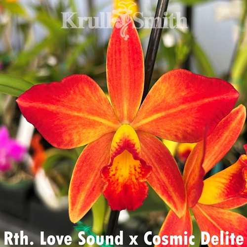 Rth. Love Sound x Cosmic Delite
