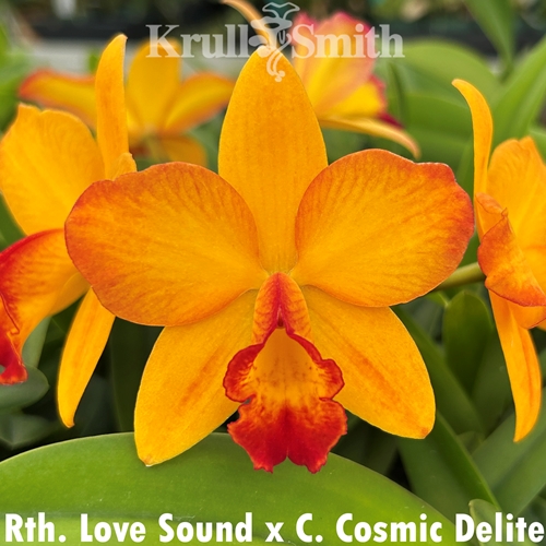 Rth. Love Sound x Cosmic Delite