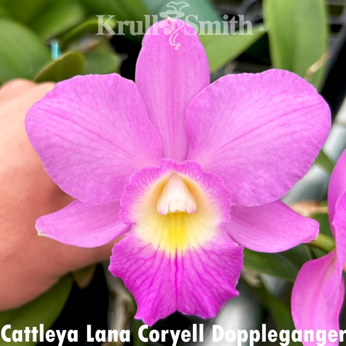 Cattleya Lana Coryell Doppelganger