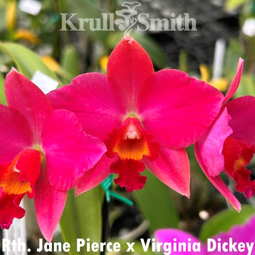 Rth. Jane Pierce x Virginia Dickey