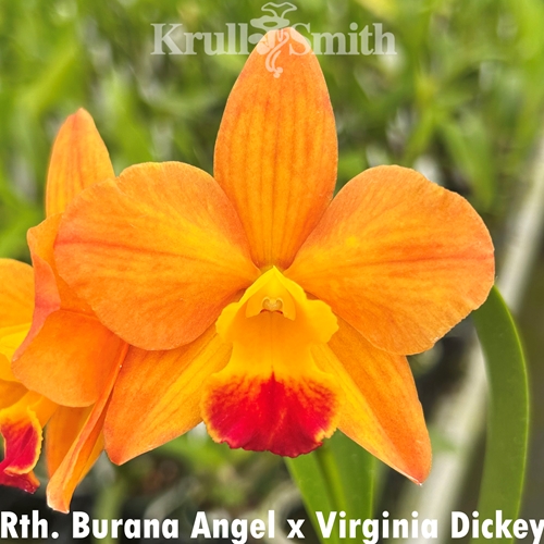 Rth. Burana Angel x Virginia Dickey