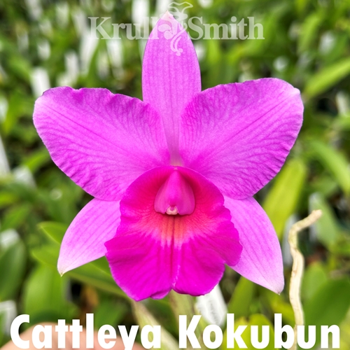 Cattleya Kokubun