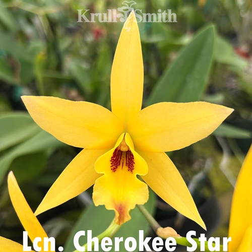 Lcn. Cherokee Star