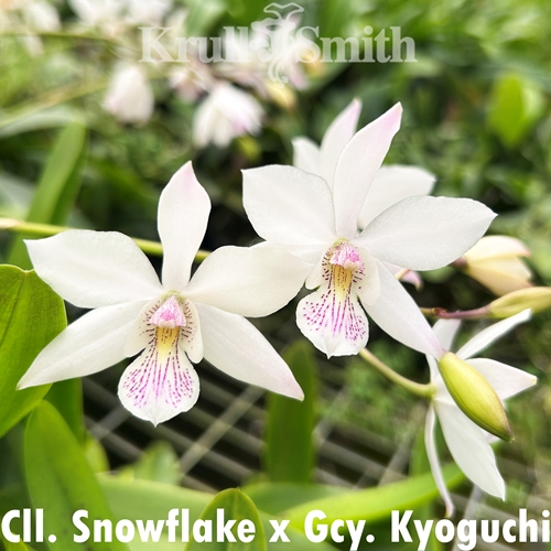 Caulaelia Snowflake x Gcy. Kyoguchi