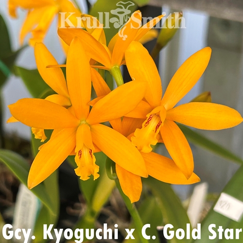 Gcy. Kyoguchi x Cattleya Gold Star