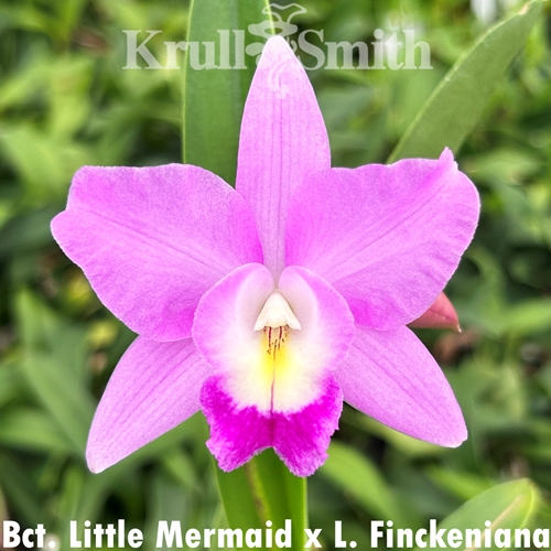 Bct. Little Mermaid x Laelia Finckeniana