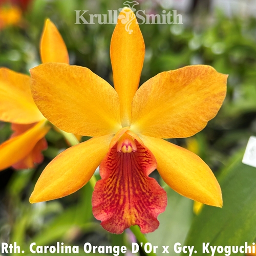 Rth. Carolina Orange D'Or x Gcy. Kyoguchi