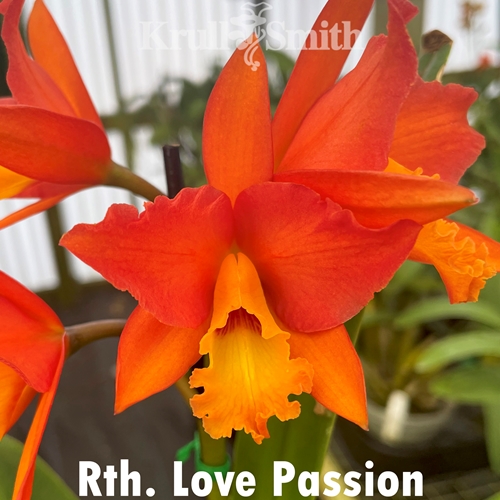 Rth. Love Passion