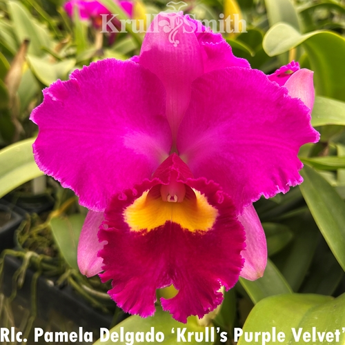 Rlc. Pamela Delgado 'Krull's Purple Velvet'
