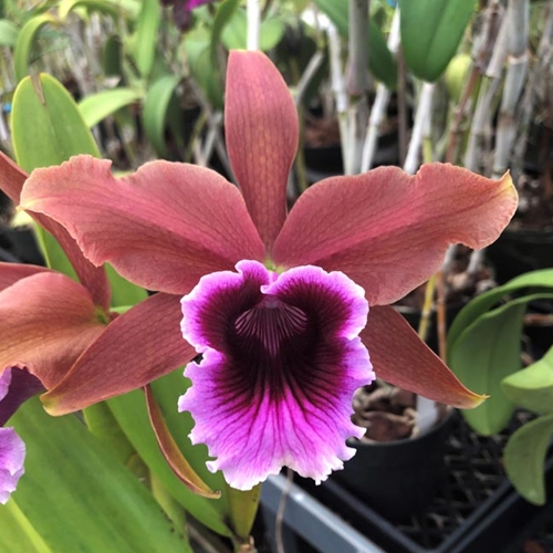 Cattleya Pacavia - Treated (10451) Parent 2